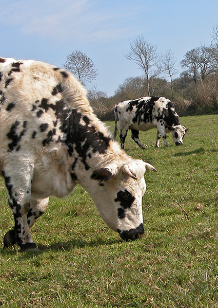 Secteur de Valognes en Cotentin