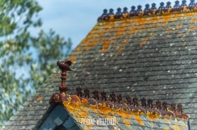 Propriété avec vue mer dans le Val de Saire